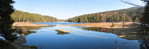 Arbersee Forest Panorama